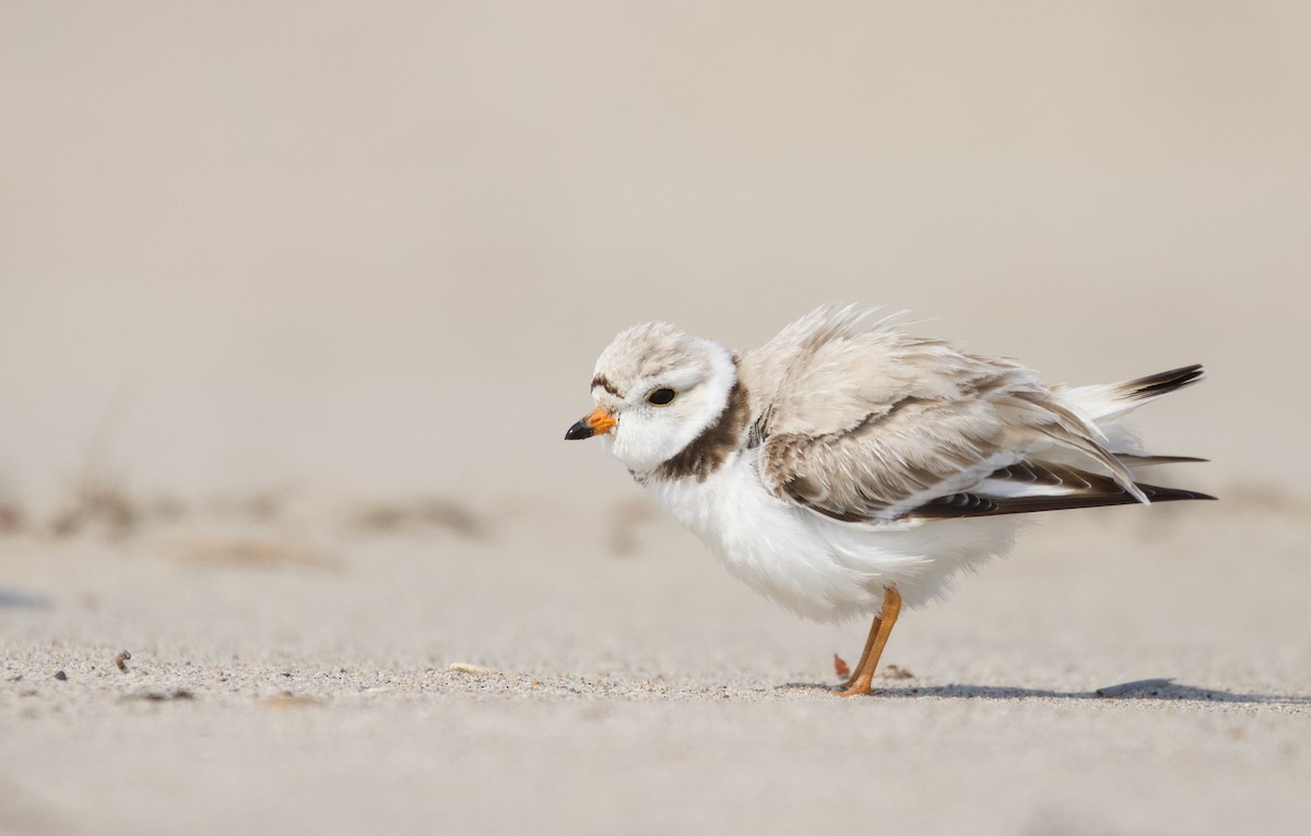 Piping Plover - ML455290101