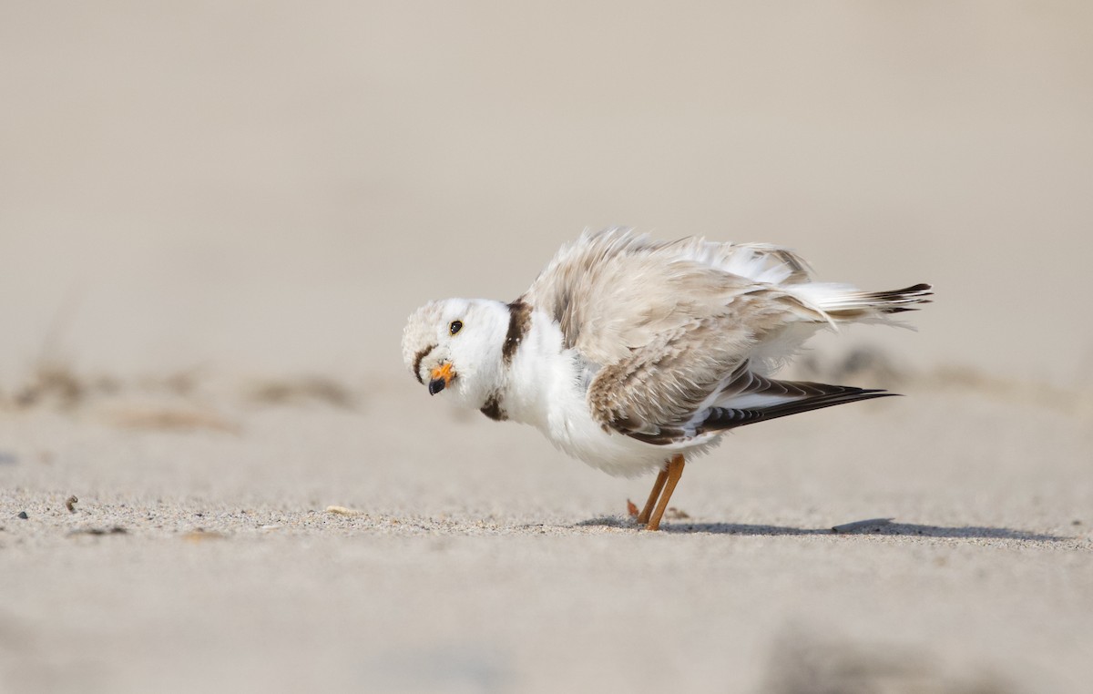 Piping Plover - ML455290171