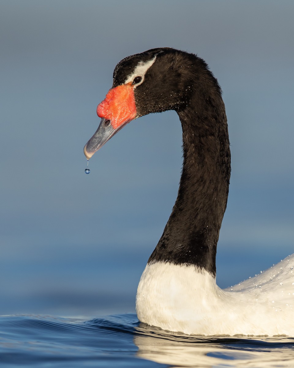 Black-necked Swan - ML455290851