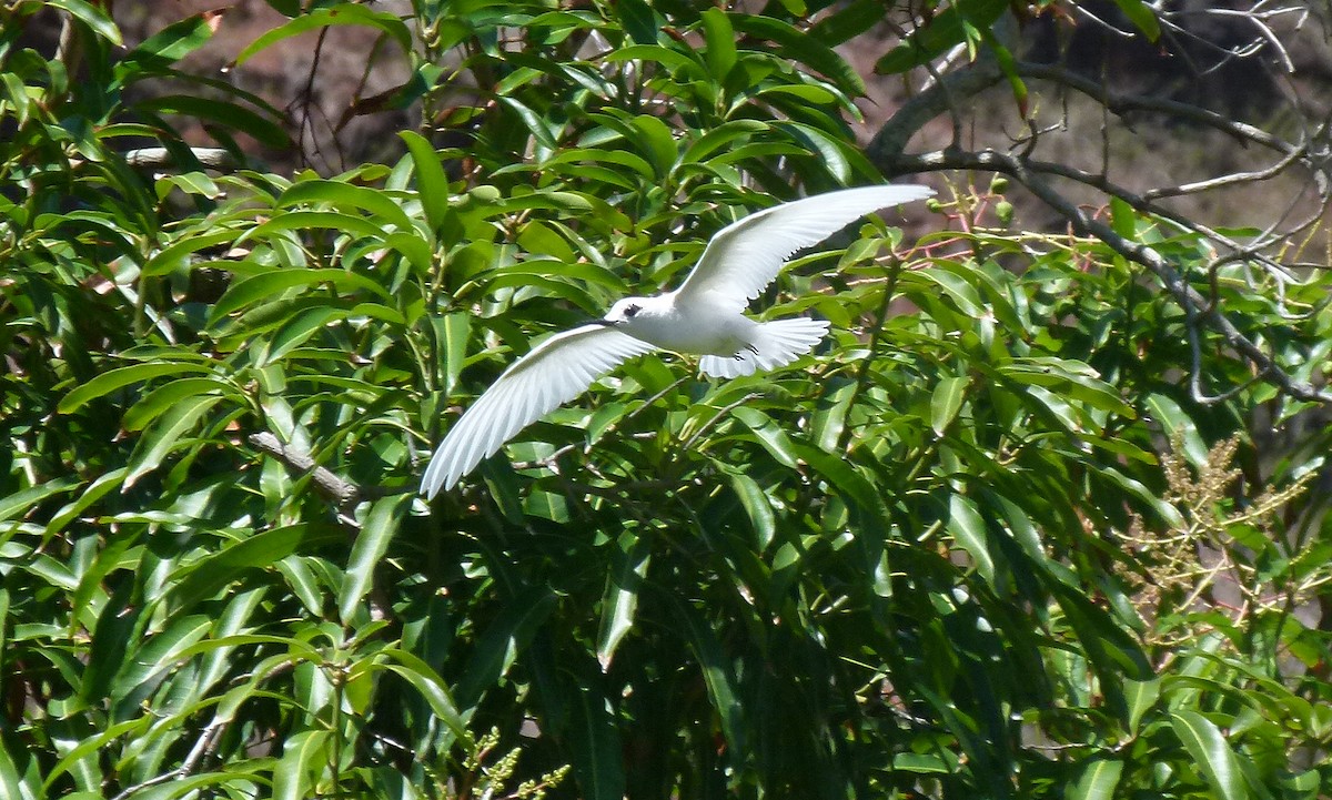 White Tern (Little) - ML455293981