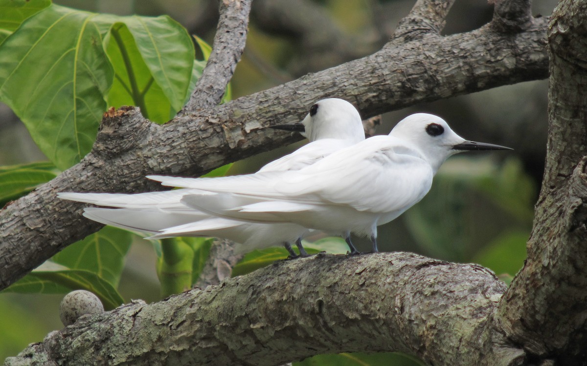 White Tern (Little) - ML455294001