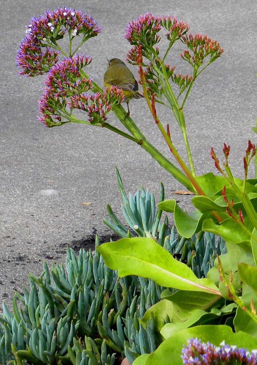 Orange-crowned Warbler (lutescens) - ML455302381