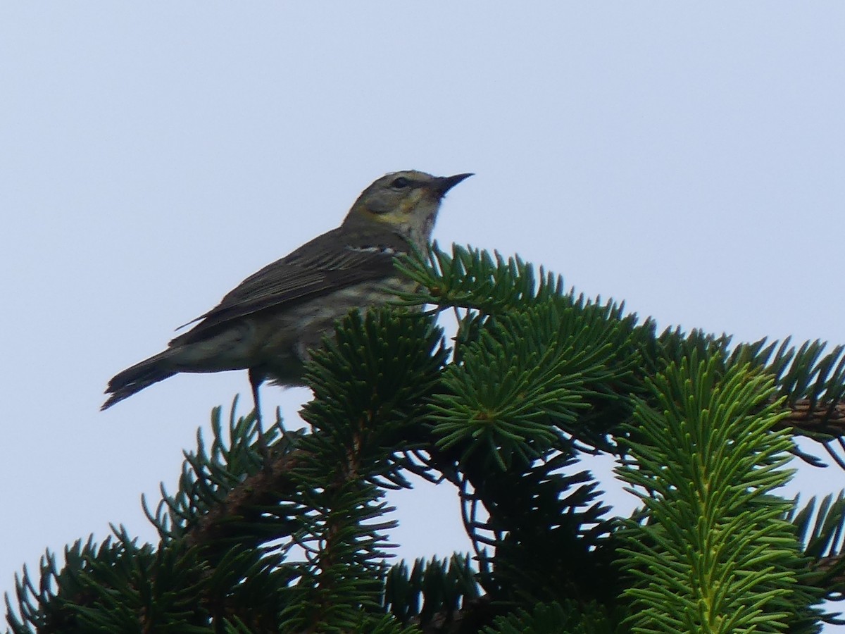 Cape May Warbler - ML455306271