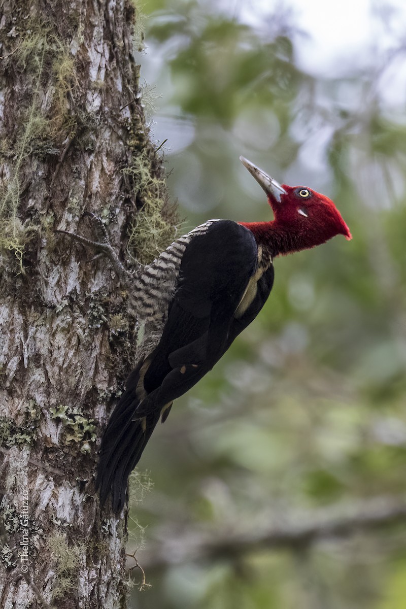 Robust Woodpecker - Thelma Gátuzzô