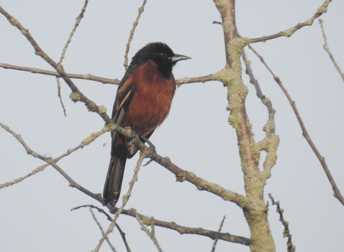 Orchard Oriole - ML455309741