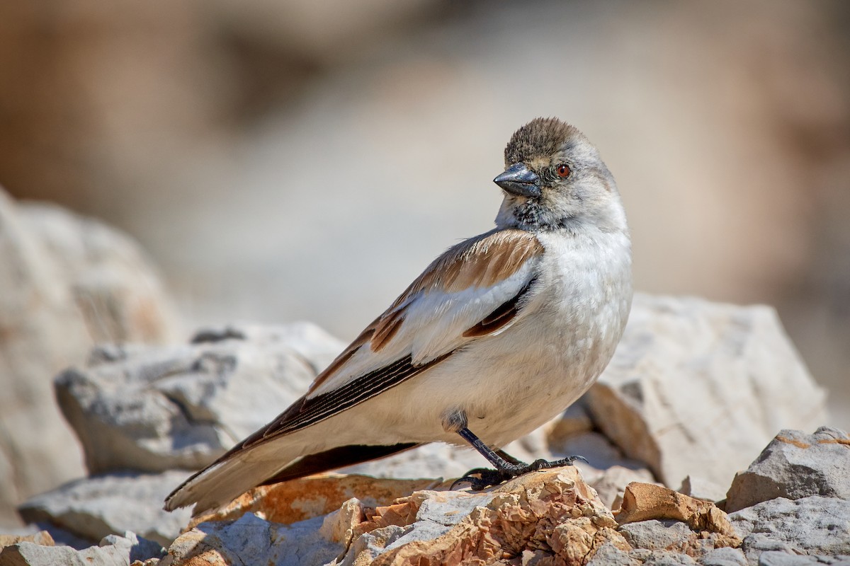 White-winged Snowfinch - ML455311141