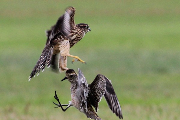 Merlin (<em>Falco columbarius</em>) with American Golden-Plover prey. - Merlin - 