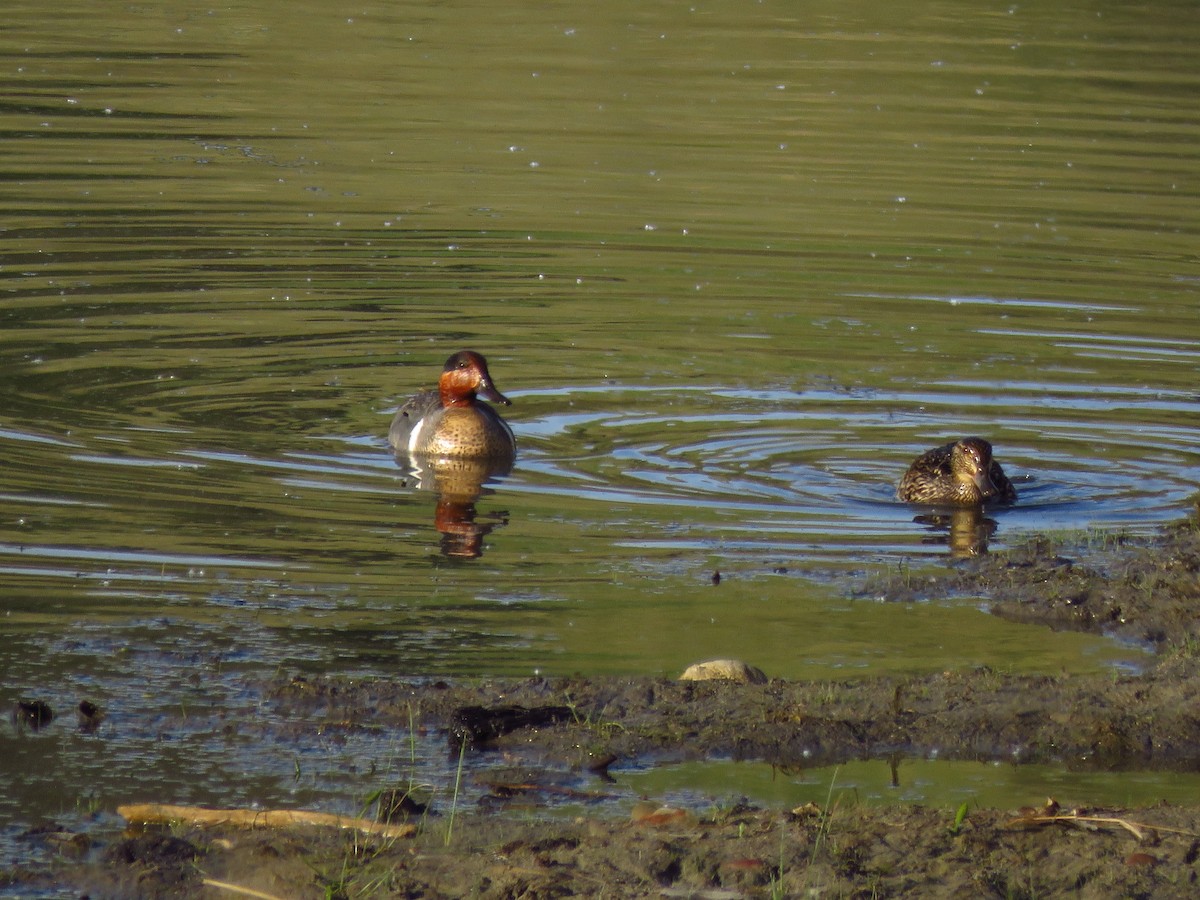 Green-winged Teal - ML455314351