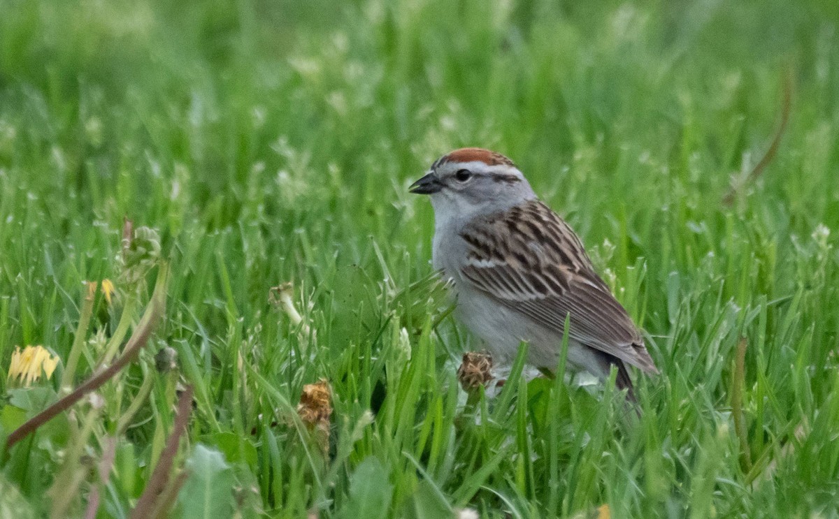Chipping Sparrow - ML455318141