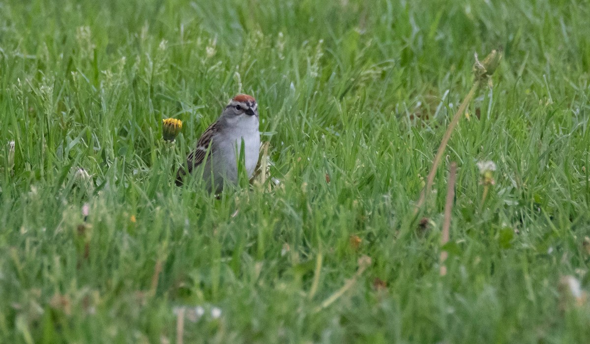 Chipping Sparrow - ML455318151