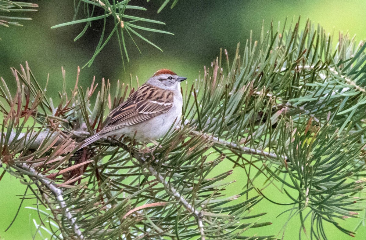 Chipping Sparrow - ML455318161