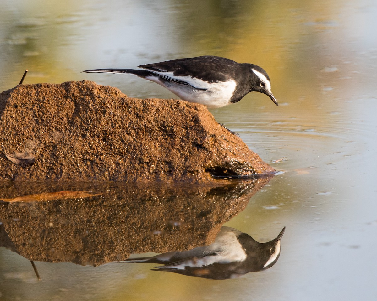 White-browed Wagtail - ML45532031