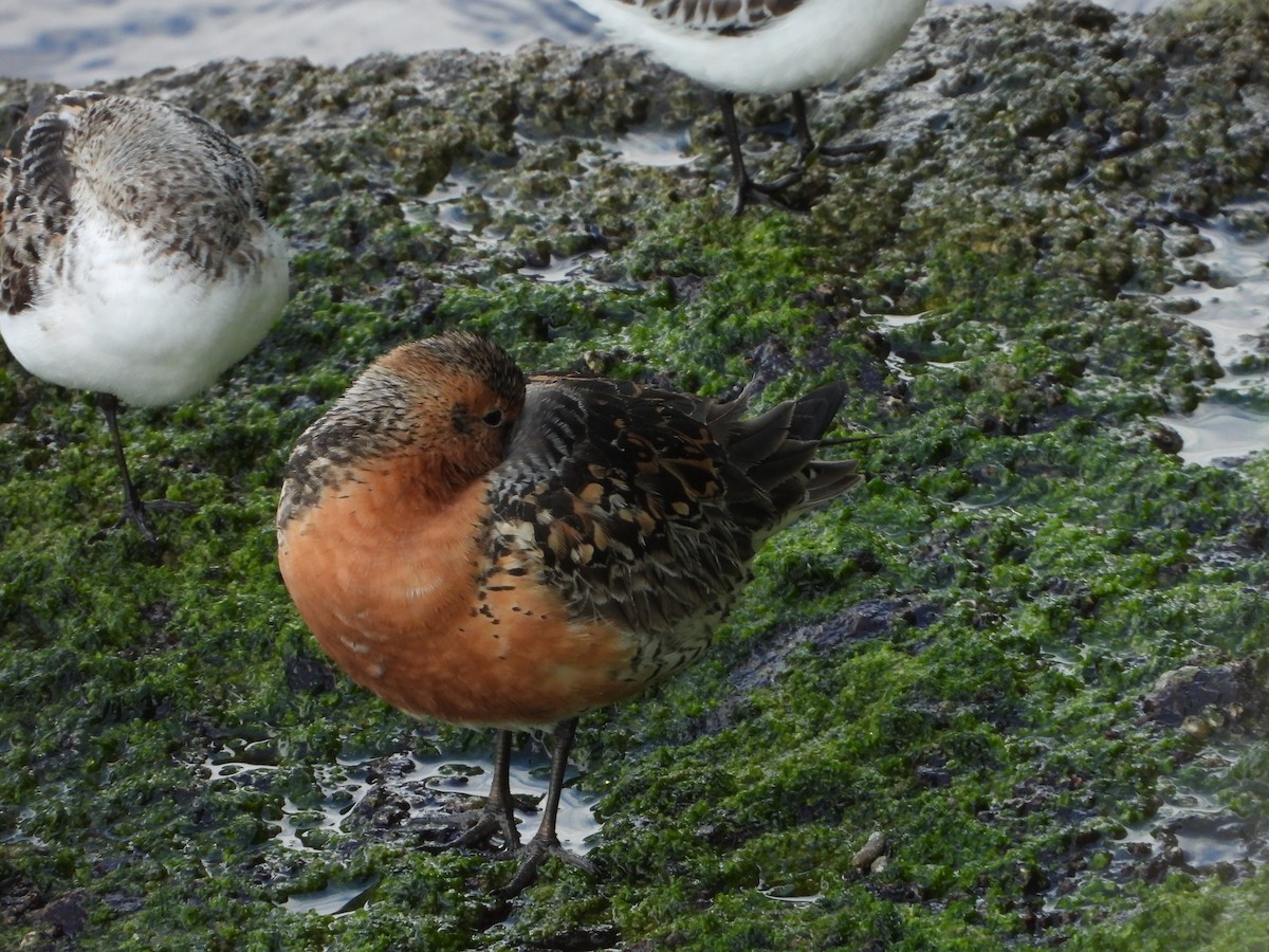 Red Knot - ML455320761