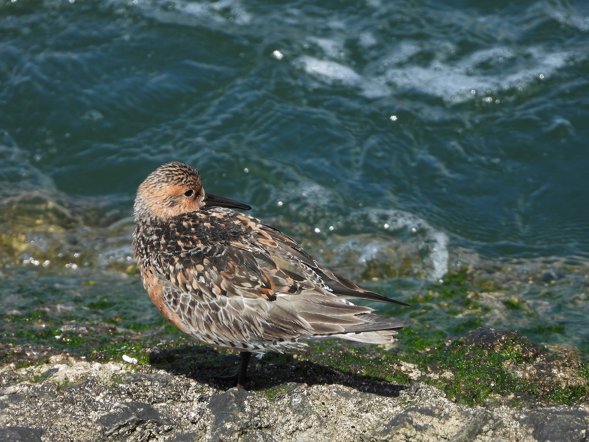 Red Knot - ML455320831