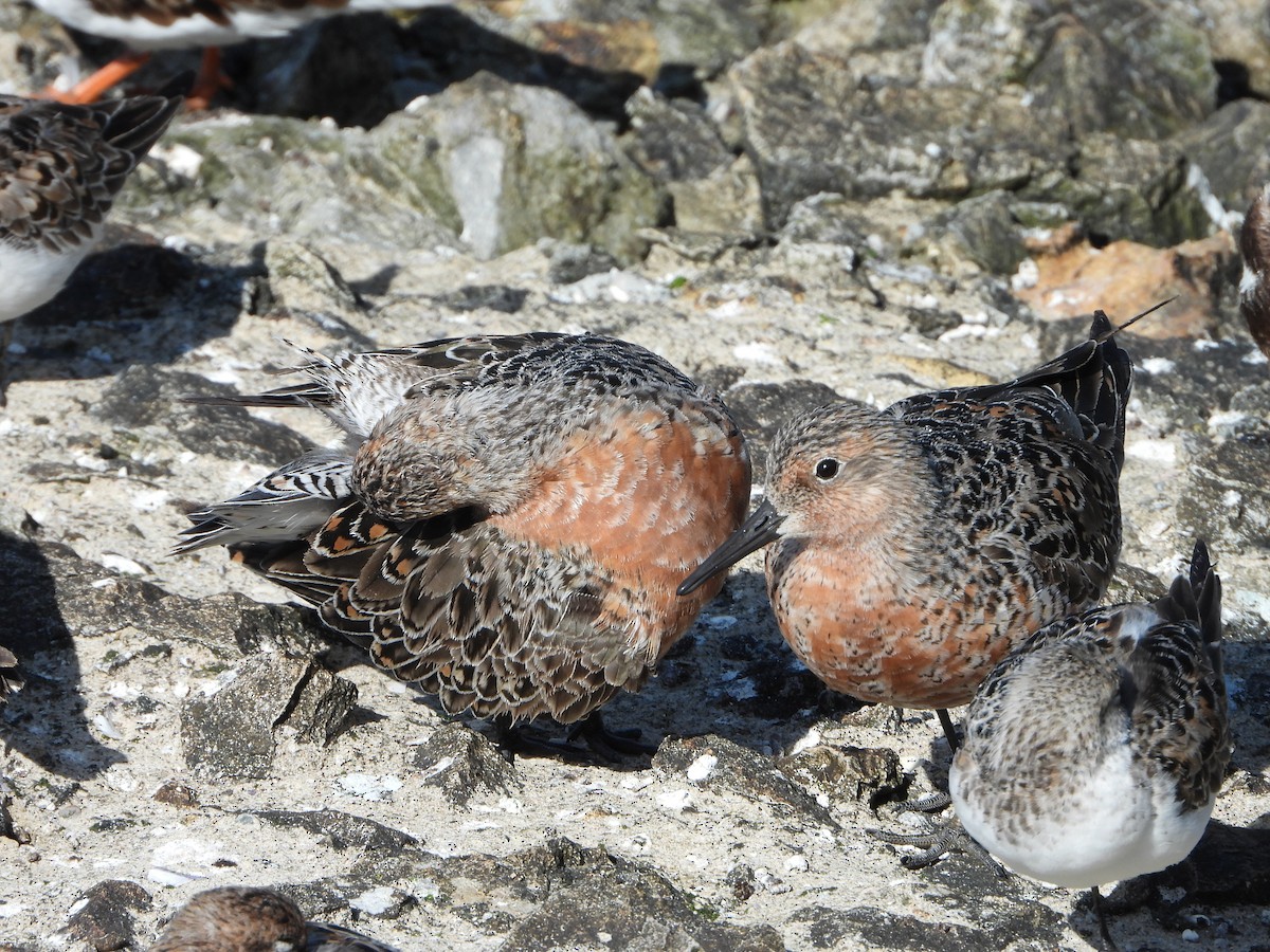 Red Knot - ML455320851
