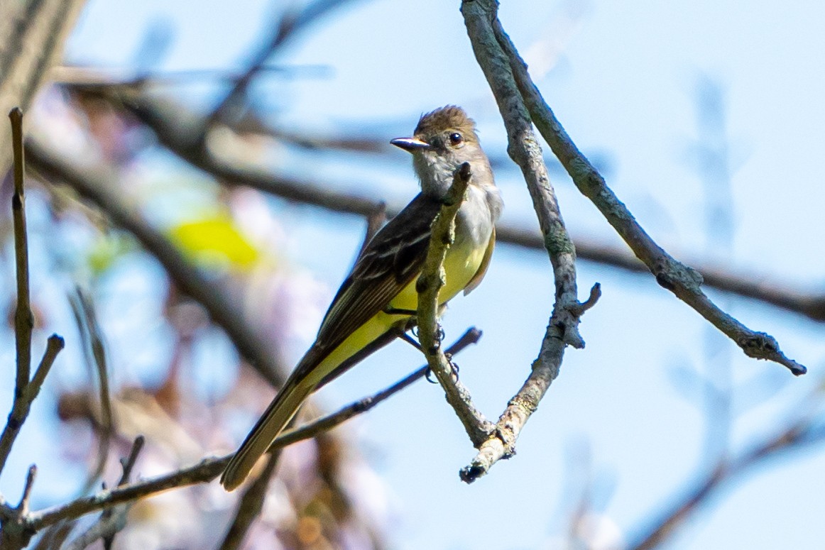 Great Crested Flycatcher - ML455321571