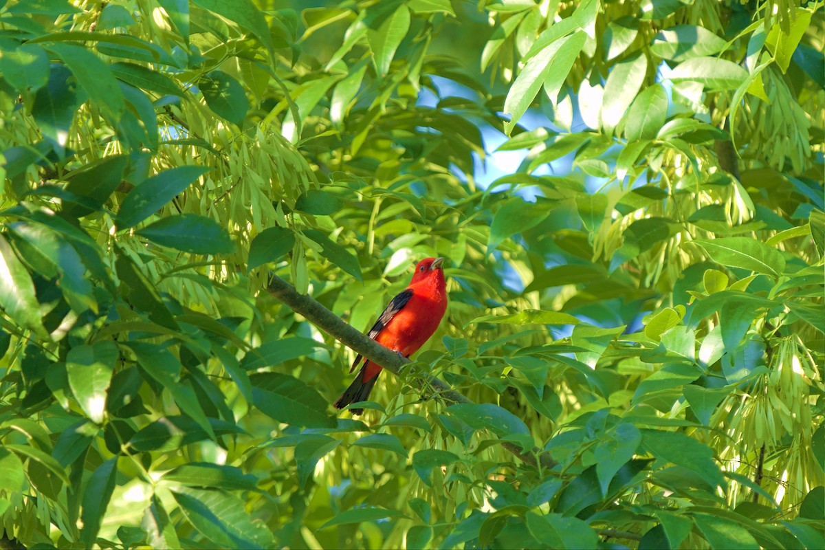 Scarlet Tanager - ML455325391