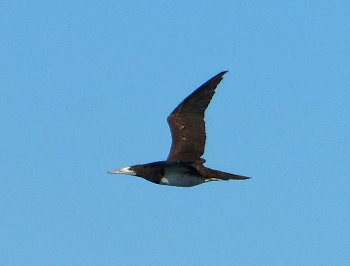 Brown Booby - ML45532941