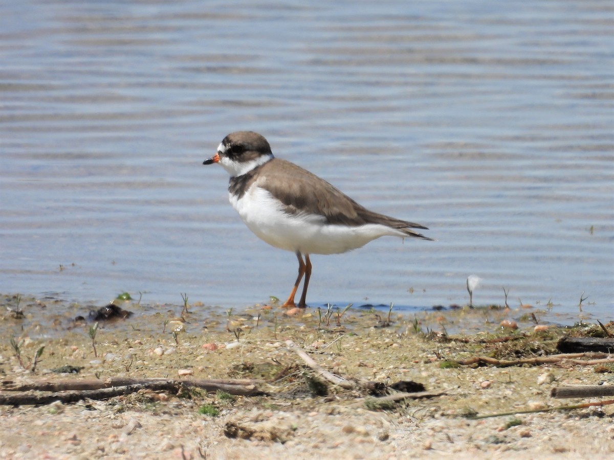 Semipalmated Plover - ML455339781