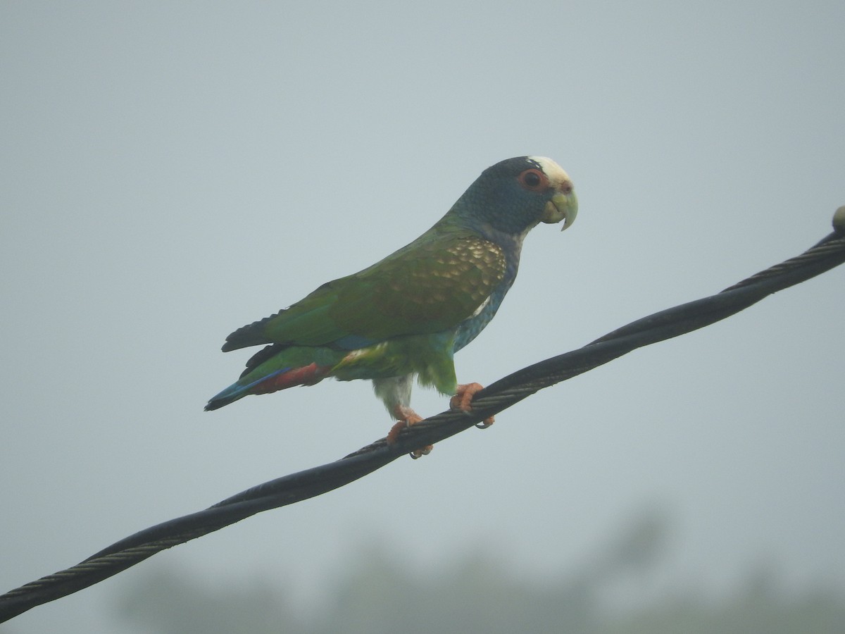 White-crowned Parrot - ML455341611