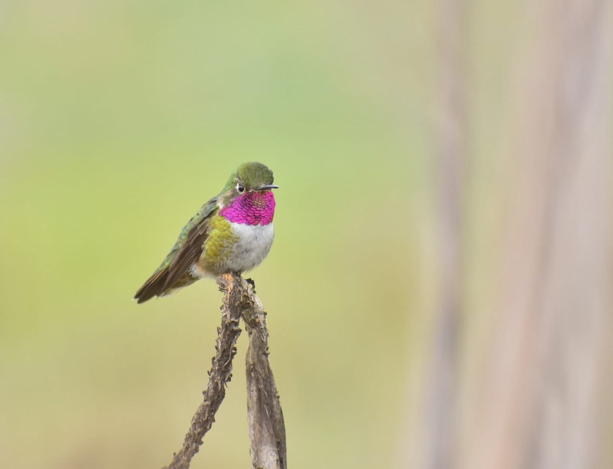 Broad-tailed Hummingbird - ML455343231