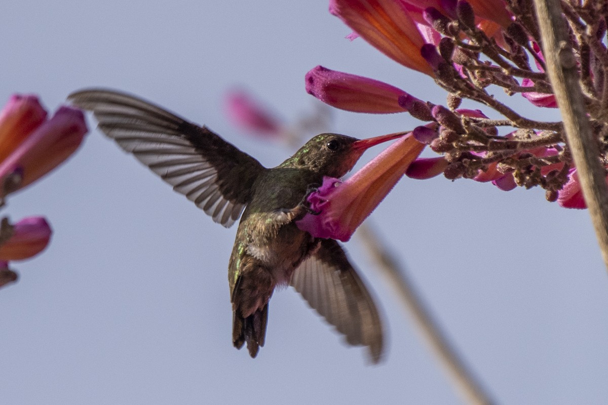 Gilded Hummingbird - ML455349321
