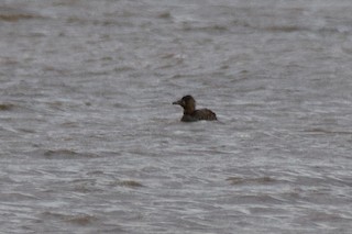 White-backed Duck, ML455350641
