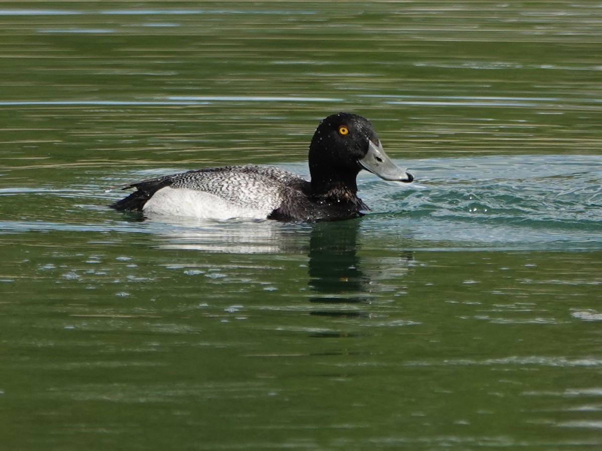 Greater Scaup - ML455353741
