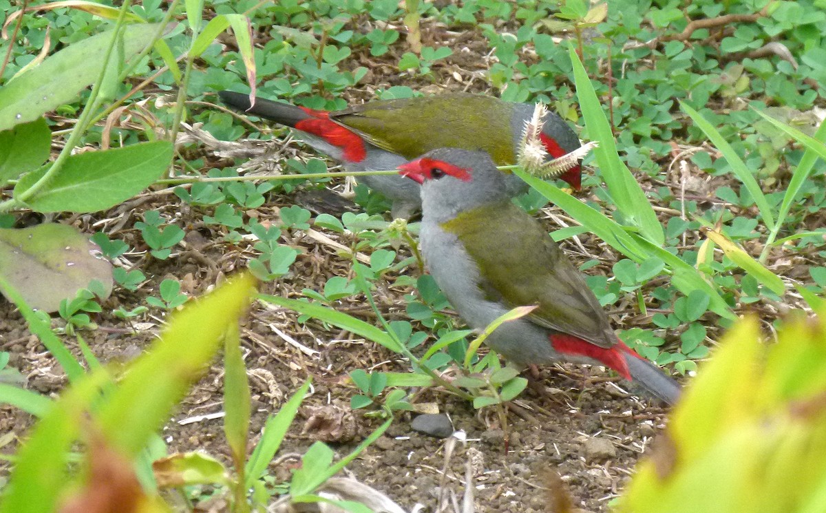 Red-browed Firetail - ML455354211