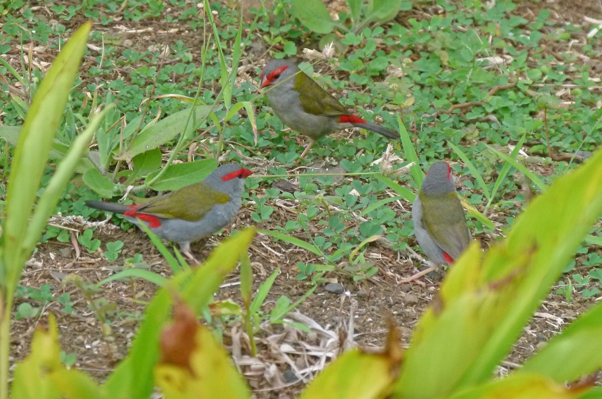 Red-browed Firetail - ML455354261