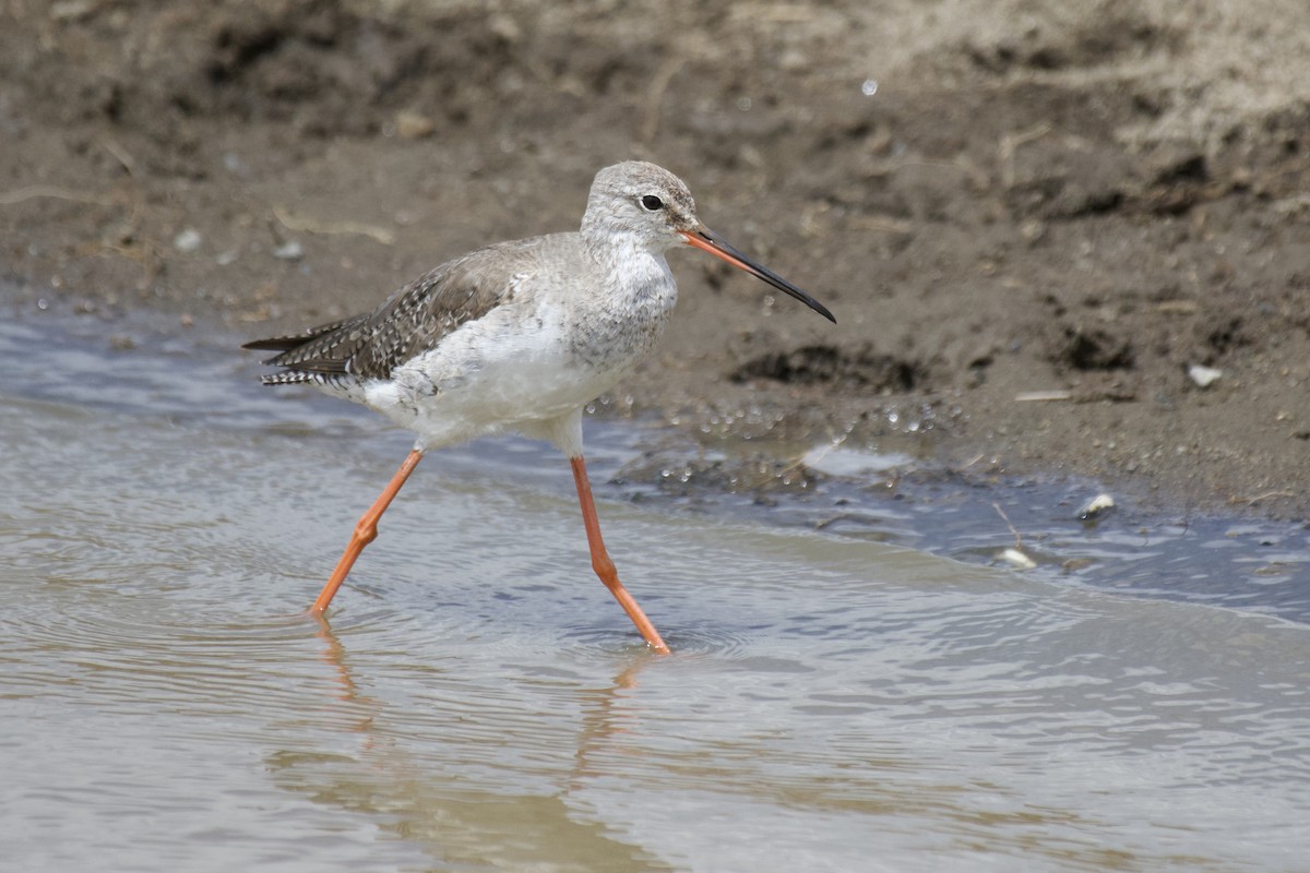Spotted Redshank - ML455361151