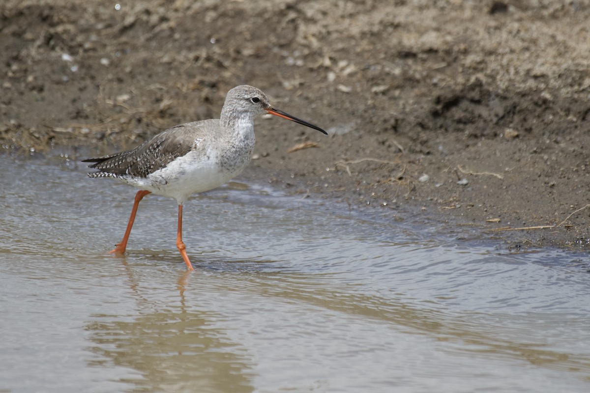 Spotted Redshank - ML455361171