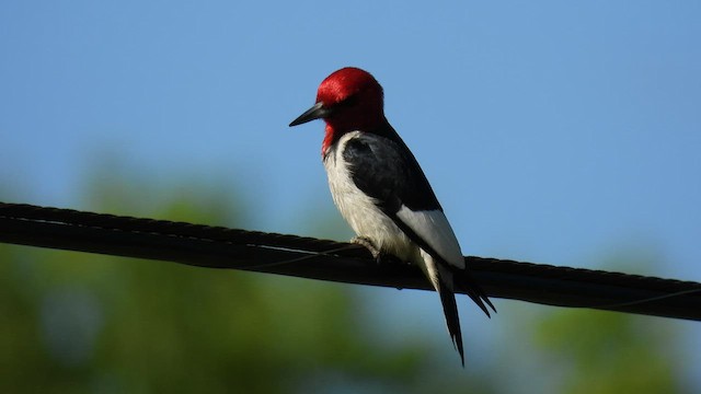 Red-headed Woodpecker - ML455373761