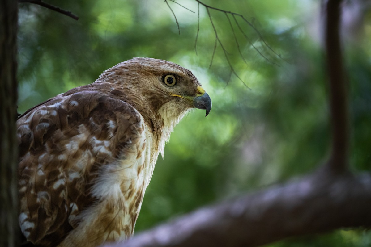 Red-tailed Hawk - ML455380061