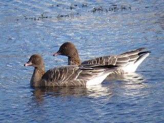 Pink-footed Goose, ML45538051
