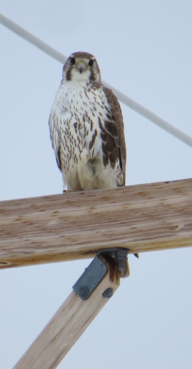 Prairie Falcon - Dale Rubach