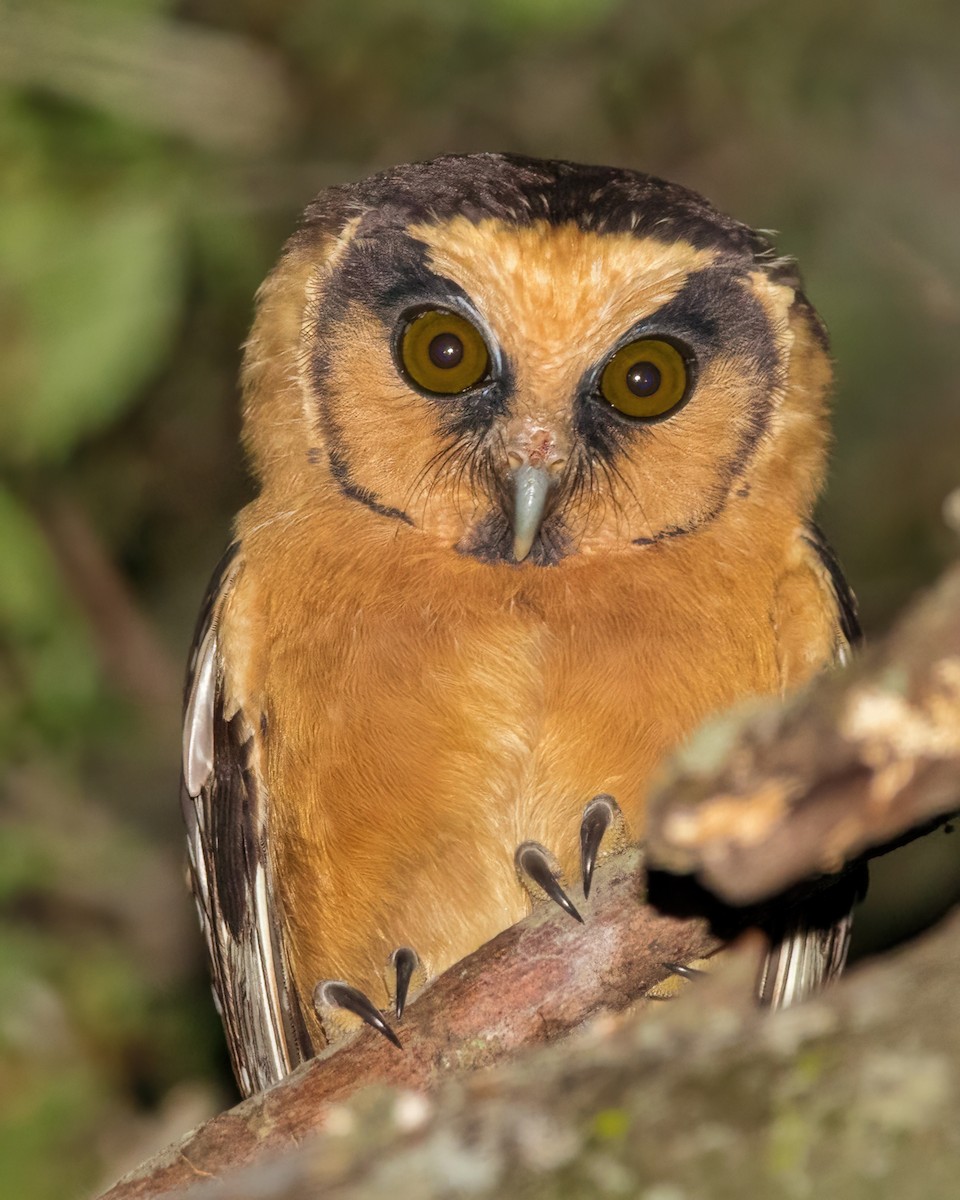 Buff-fronted Owl - ML455388841