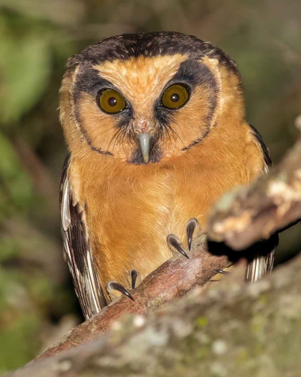 Buff-fronted Owl - ML455388871