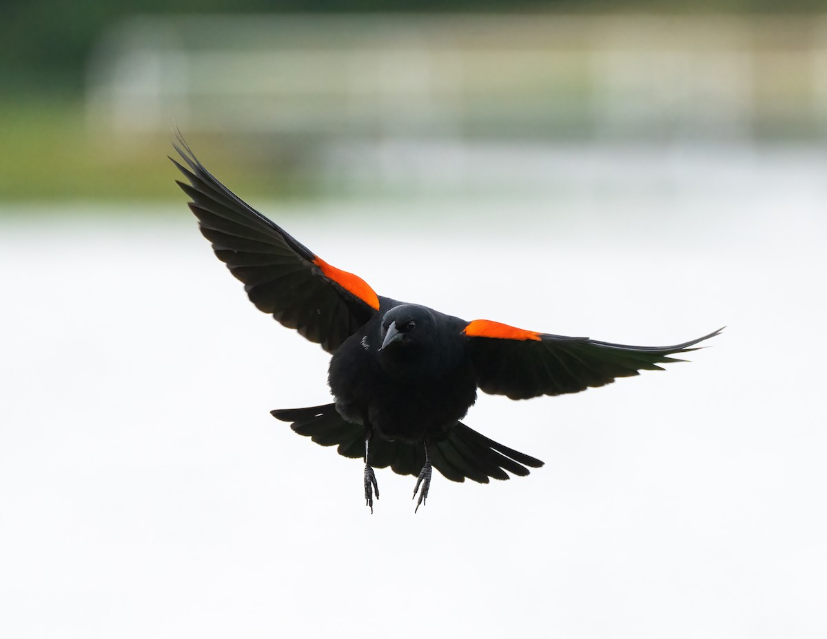 Red-winged Blackbird - Scott Murphy