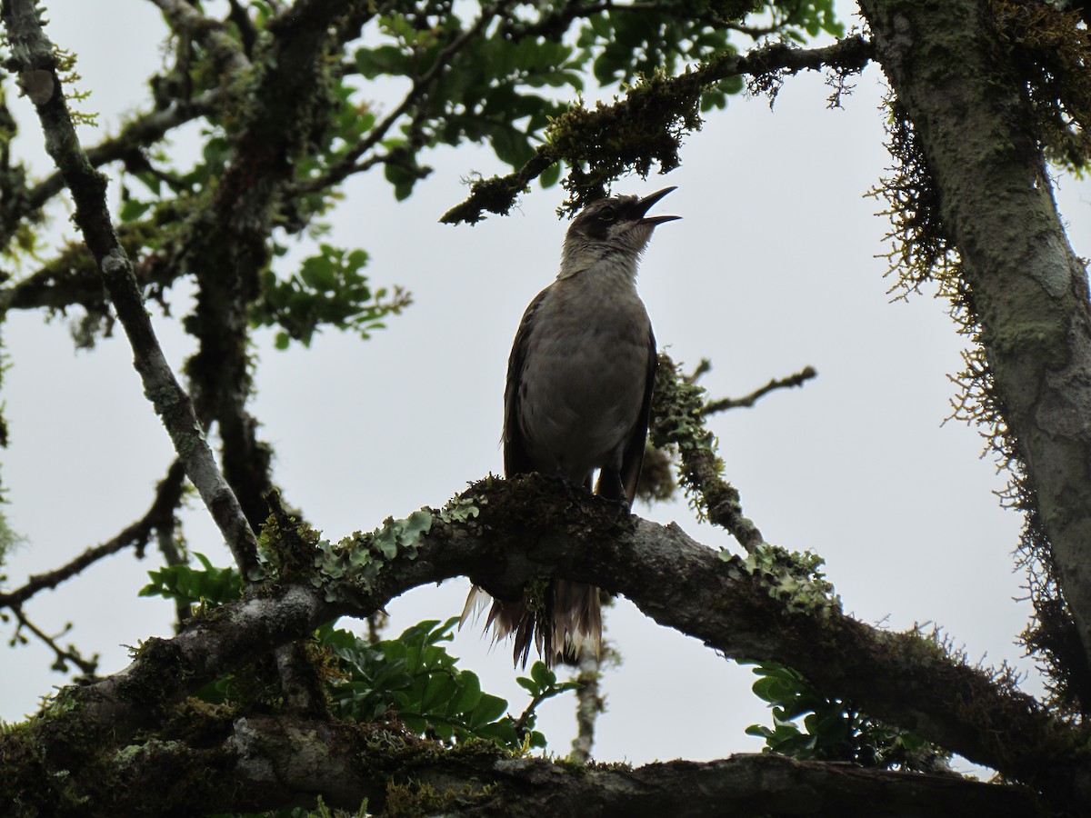 Galapagos Mockingbird - ML45539591