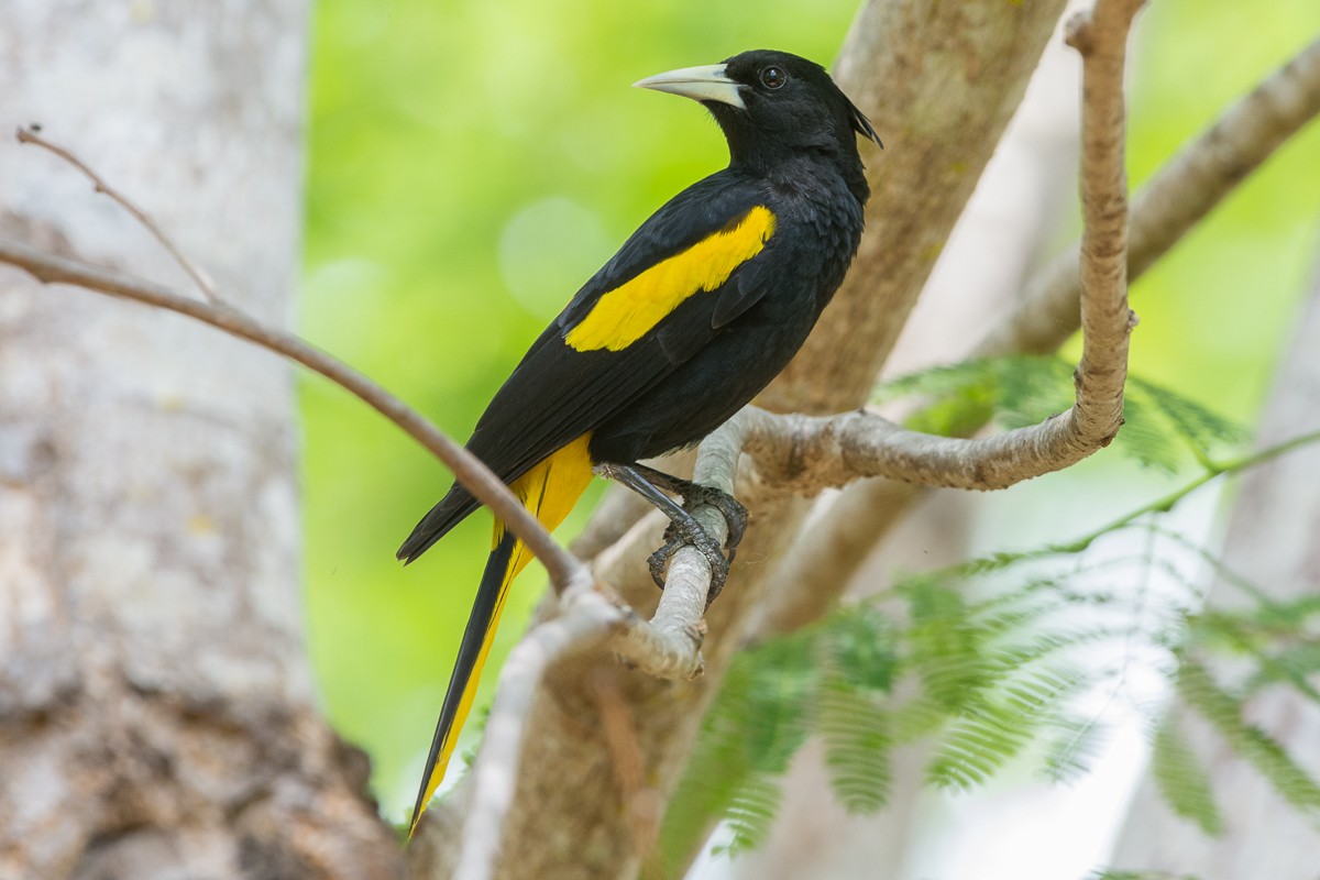 Yellow-winged Cacique - ML455400101