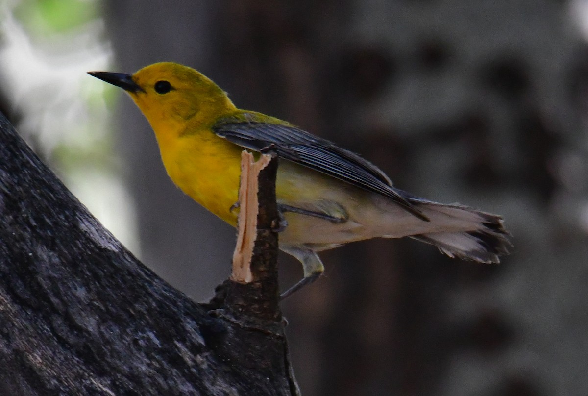 Prothonotary Warbler - ML455407971