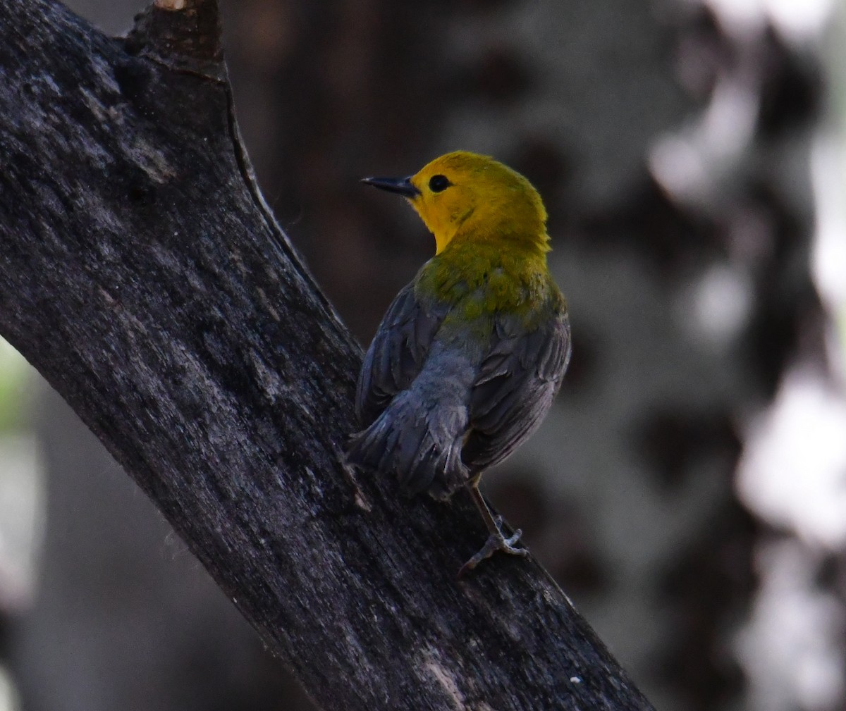 Prothonotary Warbler - ML455407981
