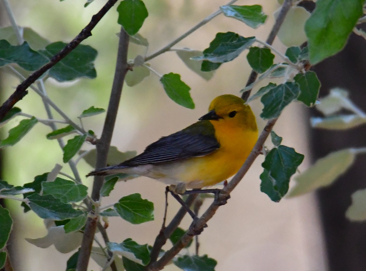 Prothonotary Warbler - ML455407991