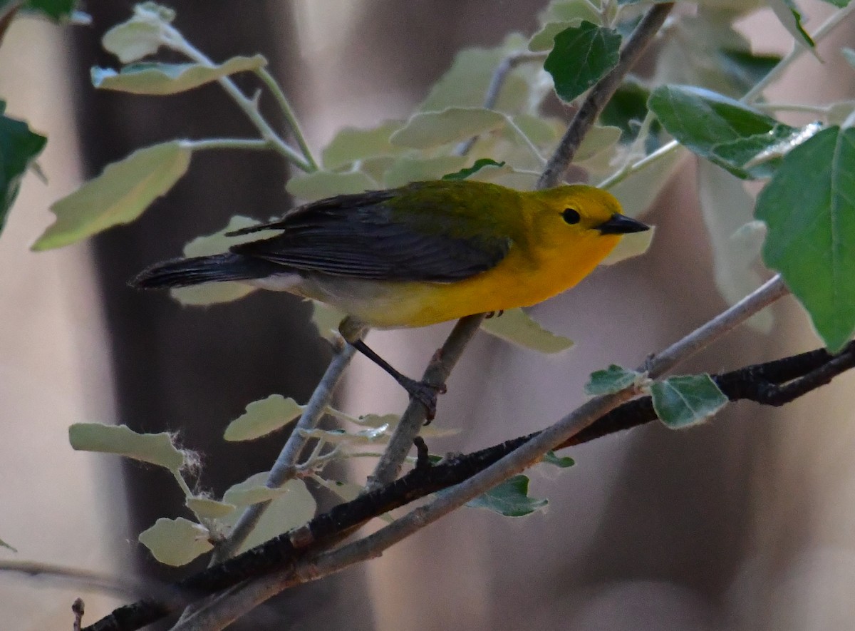 Prothonotary Warbler - ML455408011