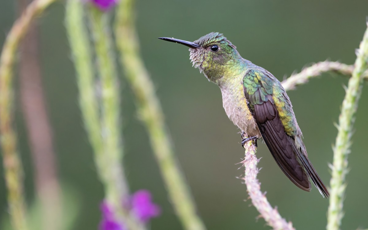 Scaly-breasted Hummingbird - Mason Maron