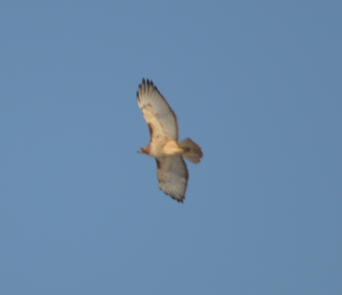 Red-tailed Hawk - ML45541721