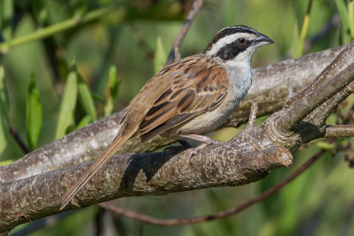 Stripe-headed Sparrow - Juan Miguel Artigas Azas