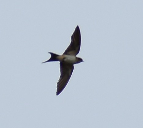 Red-rumped Swallow - ML455418451