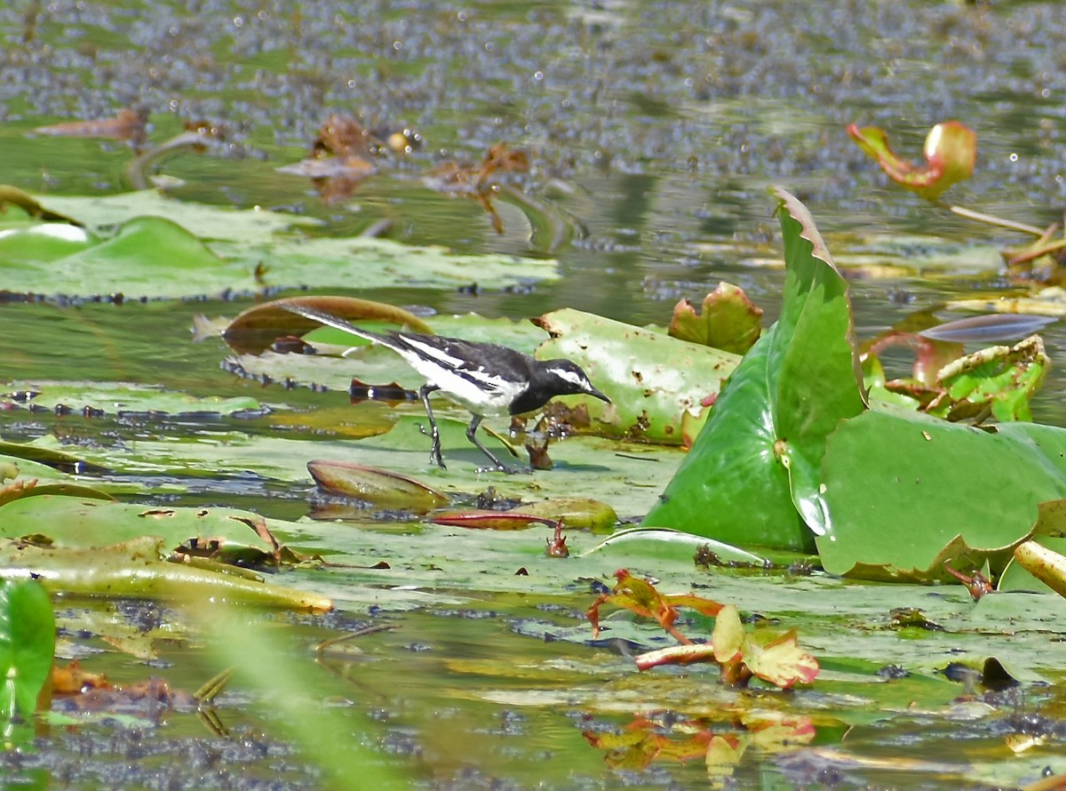 White-browed Wagtail - ML455418831